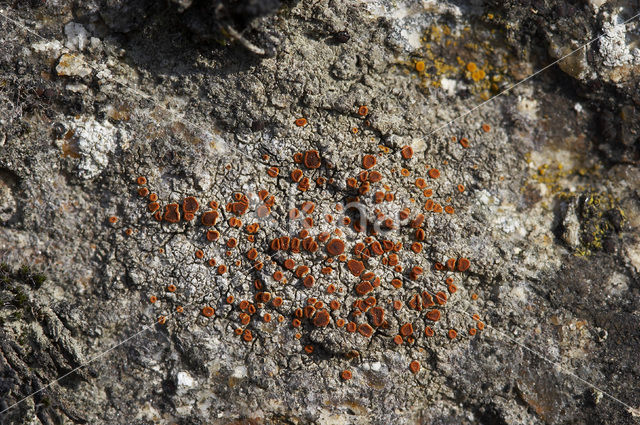 crenulate orange lichen (Caloplaca crenularia)