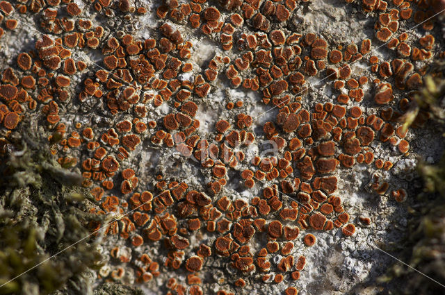 crenulate orange lichen (Caloplaca crenularia)