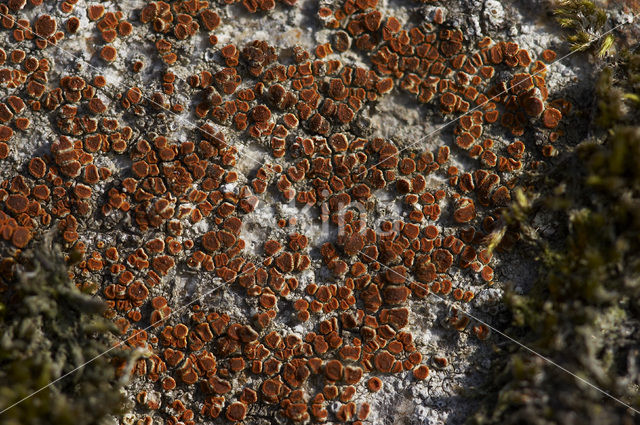 crenulate orange lichen (Caloplaca crenularia)