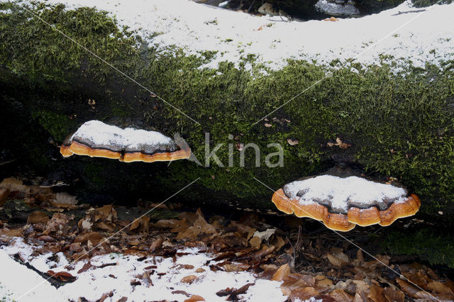 Red Banded Polypore (Fomitopsis pinicola)