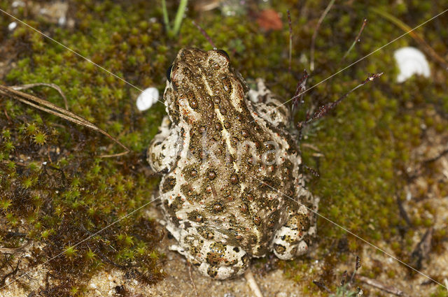 Rugstreeppad (Bufo calamita