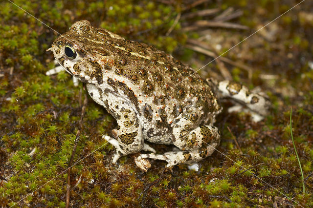 Rugstreeppad (Bufo calamita