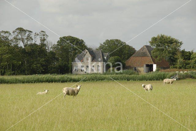 Schaap (Ovis domesticus)