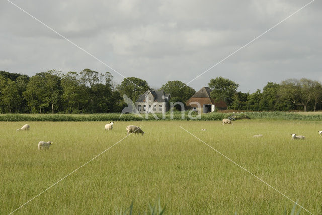 Schaap (Ovis domesticus)