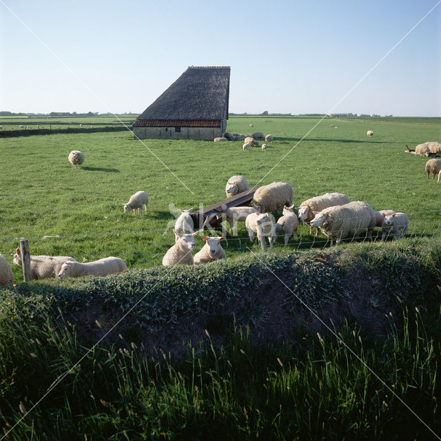 Schaap (Ovis domesticus)