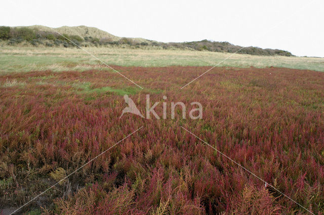 Schorrekruid (Suaeda maritima)