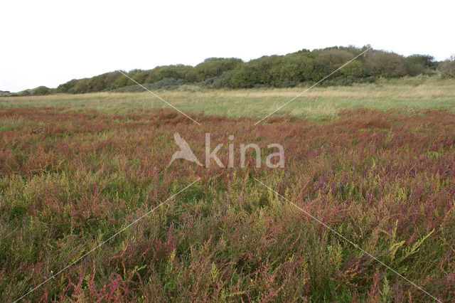 Schorrekruid (Suaeda maritima)