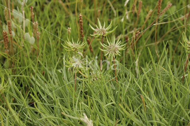 Schorrenzoutgras (Triglochin maritimum)