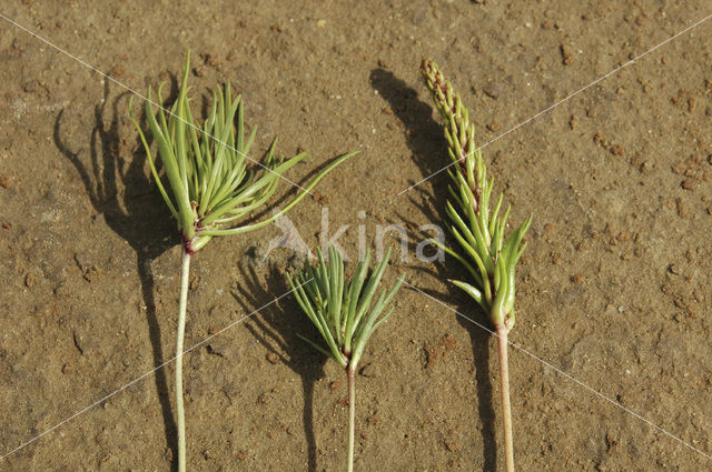 Schorrenzoutgras (Triglochin maritimum)