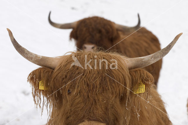 Schotse Hooglander