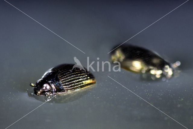 Whirligig beetle (Gyrinus substriatus)