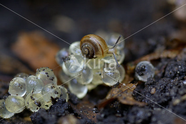 Segrijnslak (Helix aspersa aspersa)