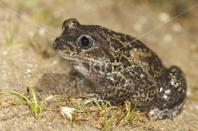 Spaanse knoflookpad (Pelobates cultripes)