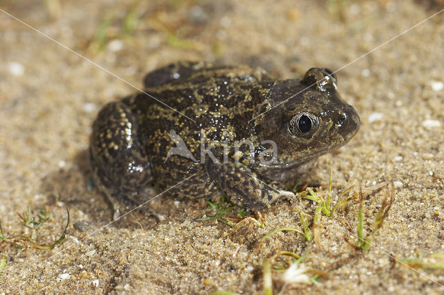 Spaanse knoflookpad (Pelobates cultripes)