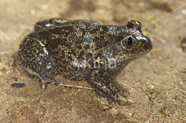 Spaanse knoflookpad (Pelobates cultripes)