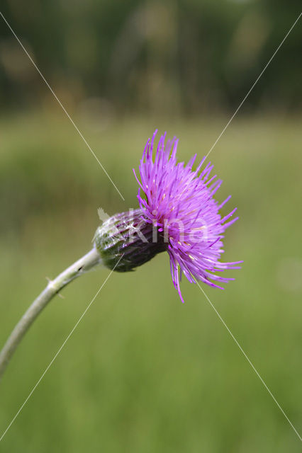 Spaanse ruiter (Cirsium dissectum)