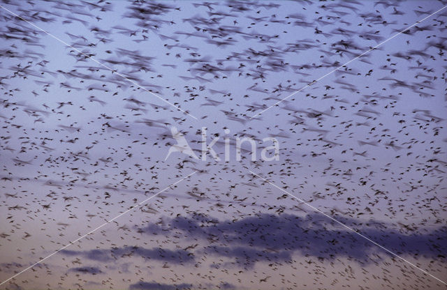 Spreeuw (Sturnus vulgaris)