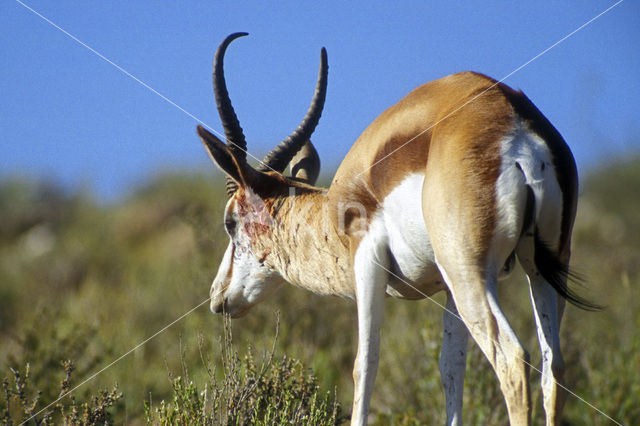 Springbok (Antidorcas marsupialis)