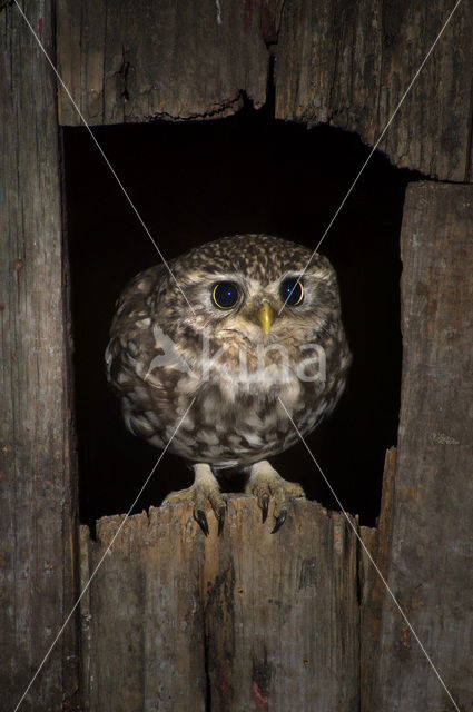 Steenuil (Athene noctua)