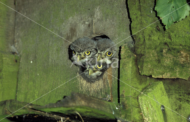 Little Owl (Athene noctua)