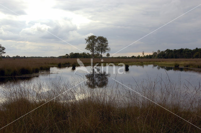 Strabrechtse Heide