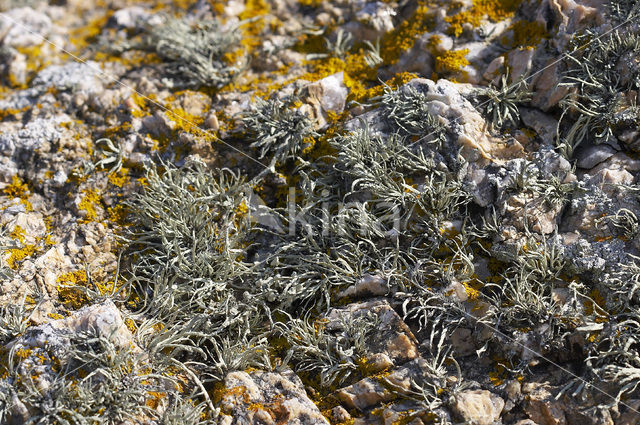 takmos (Ramalina cuspidata)