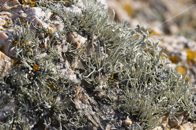 takmos (Ramalina cuspidata)