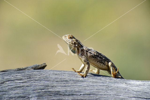 Tanzaniaanse agaam (Agama agama aculeata)