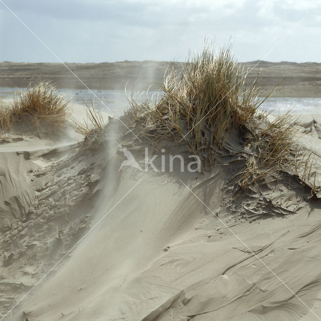 Terschelling