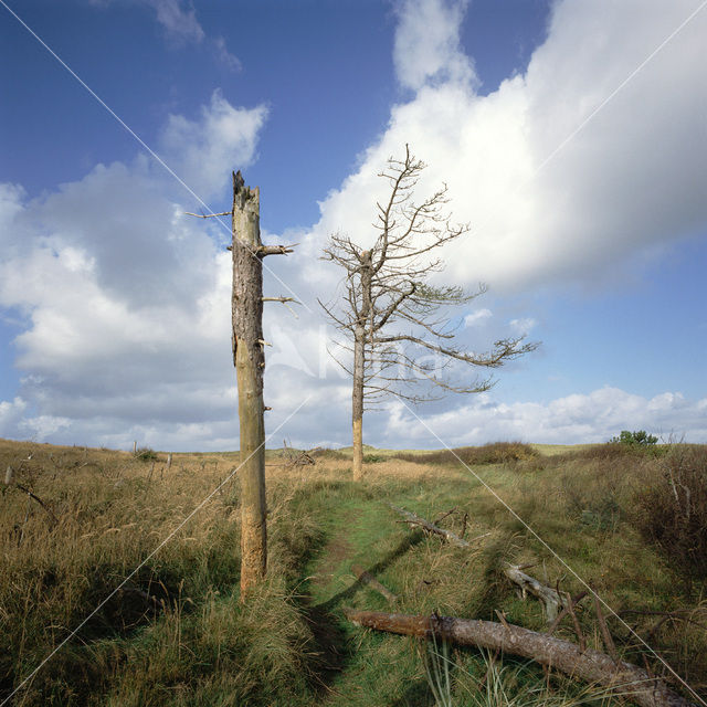 Terschelling