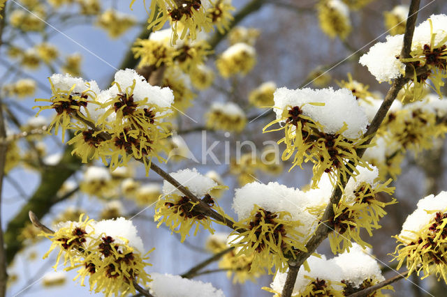 Toverhazelaar (Hamamelis mollis)