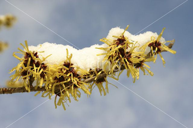 Toverhazelaar (Hamamelis mollis)