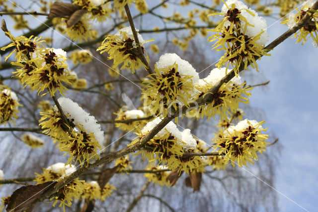 Chinese witchhazel (Hamamelis mollis)