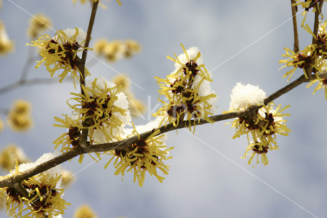 Toverhazelaar (Hamamelis mollis)