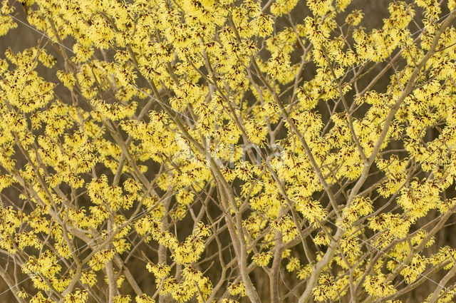 Toverhazelaar (Hamamelis mollis)