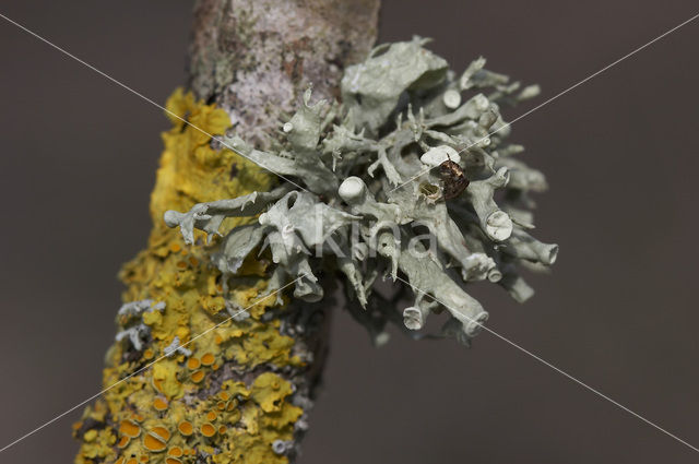 Trompettakmos (Ramalina fastigiata)