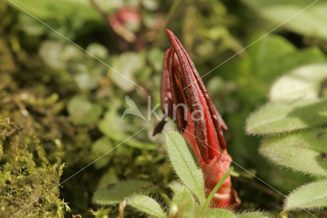 Tuinbalsemien (Impatiens balsamina)