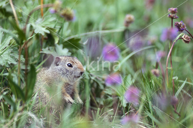 Uinta grondeekhoorn (Spermophilus armatus)