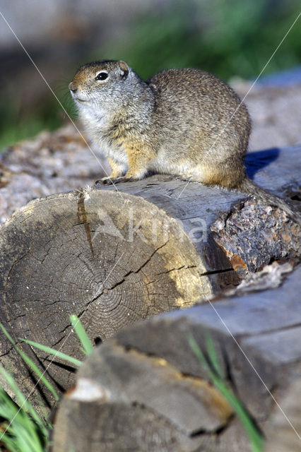 Uinta grondeekhoorn (Spermophilus armatus)