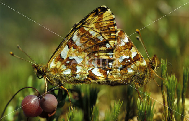 Veenbesparelmoervlinder (Boloria aquilonaris)