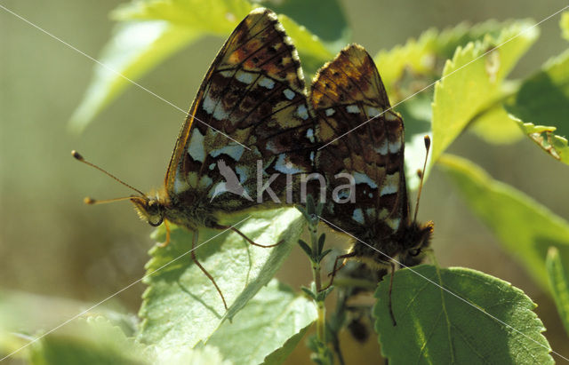 Veenbesparelmoervlinder (Boloria aquilonaris)