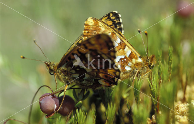 Veenbesparelmoervlinder (Boloria aquilonaris)