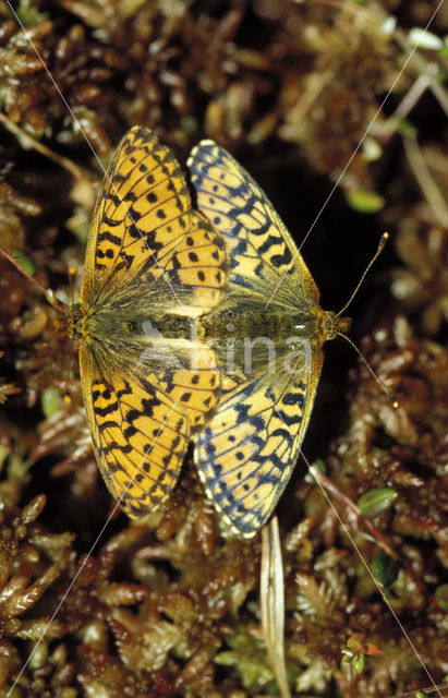 Veenbesparelmoervlinder (Boloria aquilonaris)