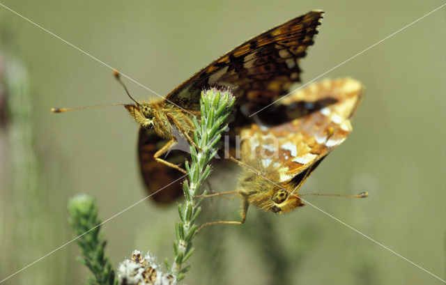 Veenbesparelmoervlinder (Boloria aquilonaris)