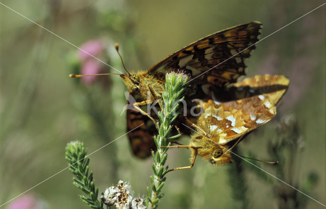 Veenbesparelmoervlinder (Boloria aquilonaris)