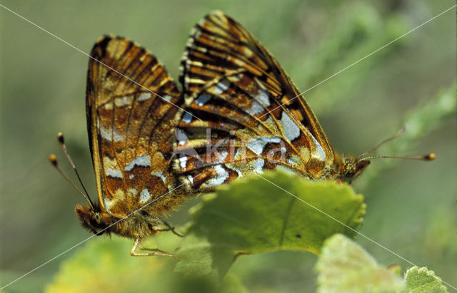 Veenbesparelmoervlinder (Boloria aquilonaris)