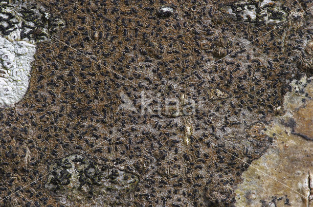 Verzonken schriftmos (Opegrapha rufescens)