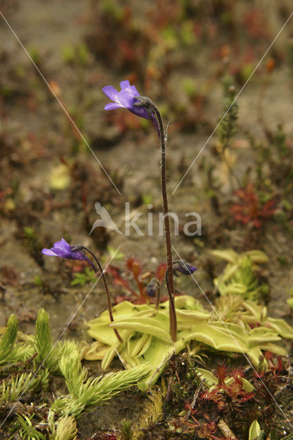 Vetblad (Pinguicula vulgaris)