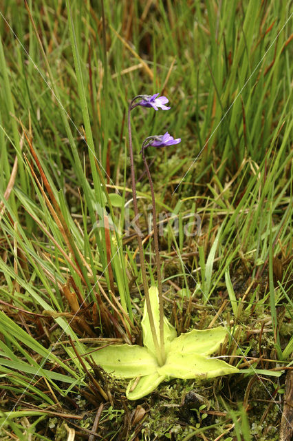 Common Butterwort (Pinguicula vulgaris)