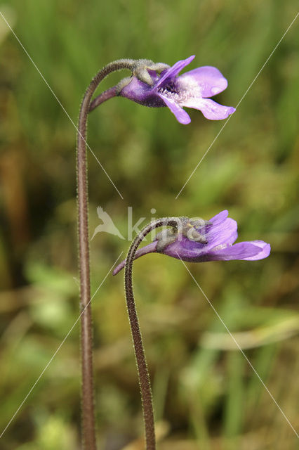 Vetblad (Pinguicula vulgaris)